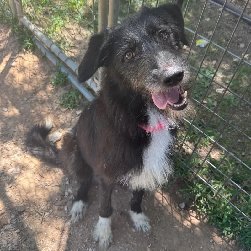 An adult medium-sized female Black Irish Wolfhound dog named Straya for adoption in Pineville, MO