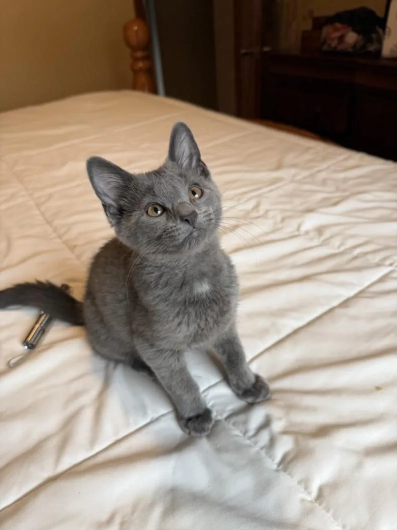 A baby small-sized male Domestic Short Hair cat named Koala for adoption in Hagerstown, MD