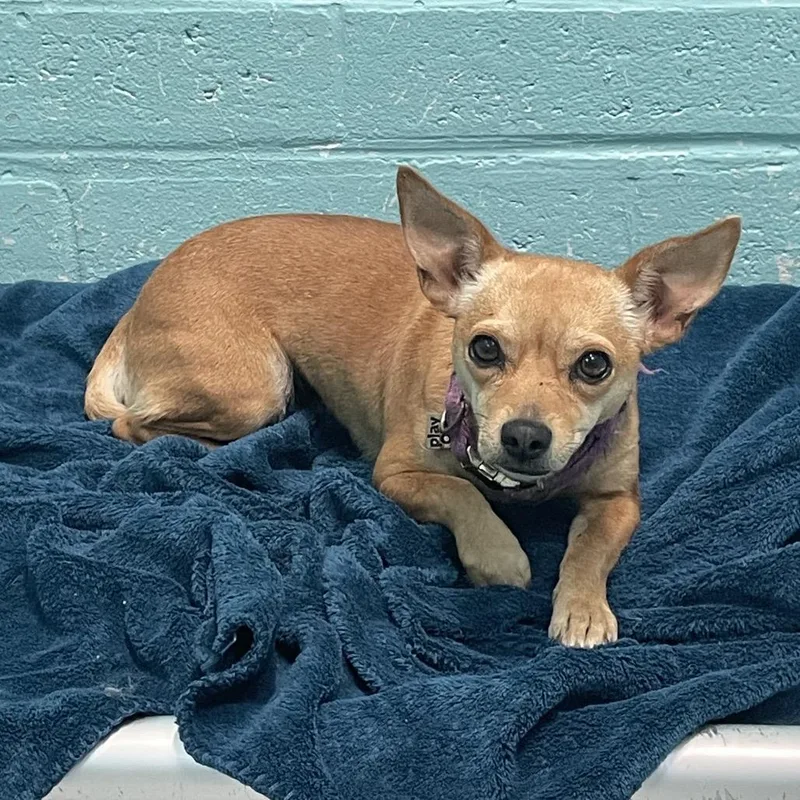 An adult small-sized female Yellow / Tan / Blond / Fawn Chihuahua dog named Cheesesteak for adoption in Port Charlotte, FL
