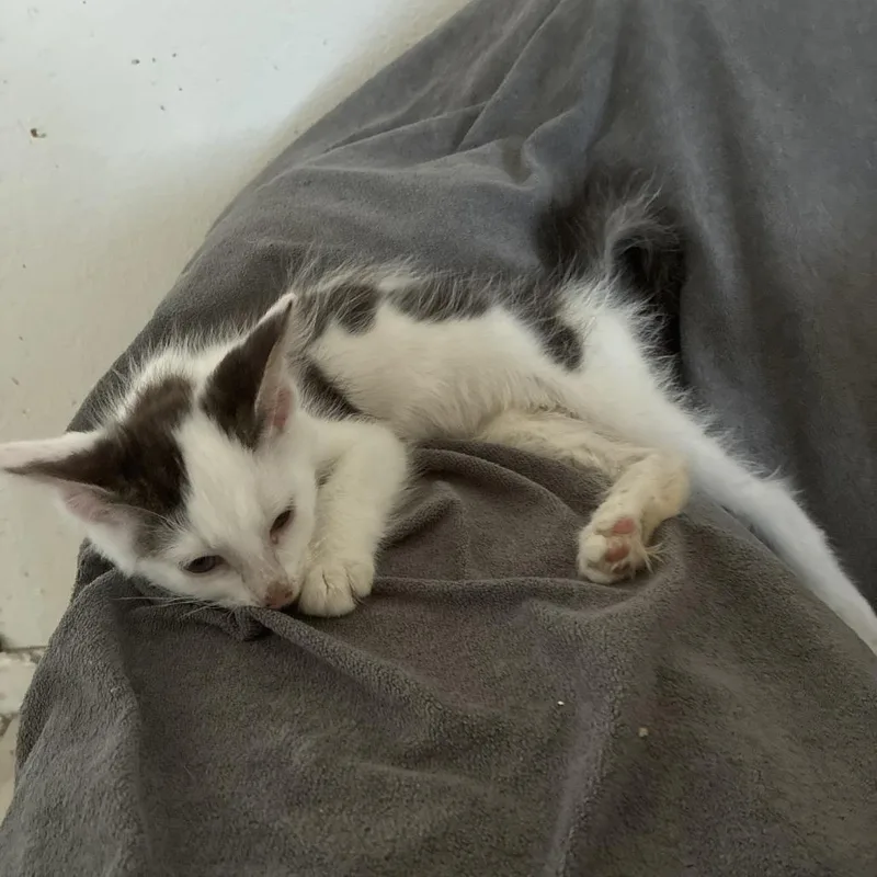 A baby small-sized male Black Domestic Short Hair cat named Jax for adoption in Redwood City, CA