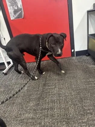 An adult medium-sized male Mixed Breed dog named Rush for adoption in West Chester, PA