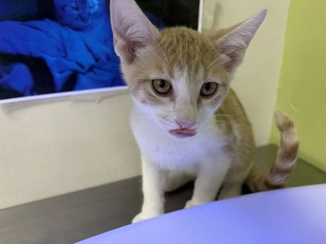 A baby small-sized male Domestic Short Hair cat named Edmond for adoption in Pueblo, CO