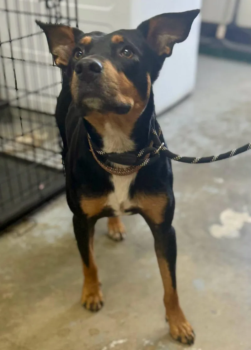 A young medium-sized male Black Shepherd dog named Toby for adoption in Chesterfield, SC