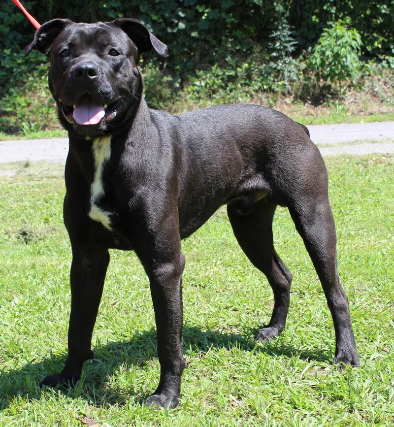 A young extra large-sized male Cane Corso dog named Honest for adoption in Prattville, AL