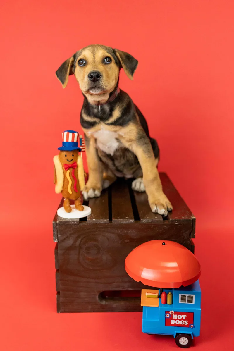 A baby medium-sized female Labrador Retriever dog named 437-26 for adoption in Brighton, CO
