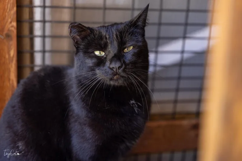 An adult medium-sized female Domestic Short Hair cat named Meep Meep for adoption in Lincoln, CA