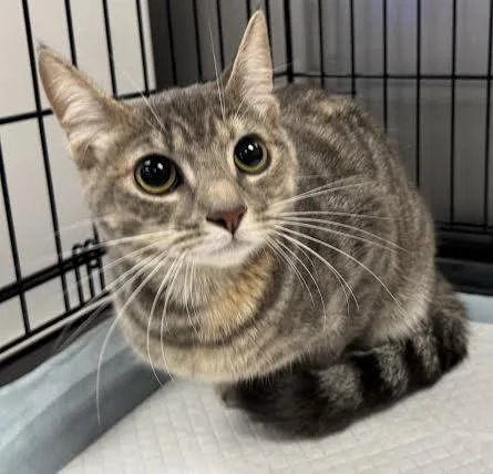A young small-sized female Domestic Short Hair cat named Gina for adoption in Van Nuys, CA