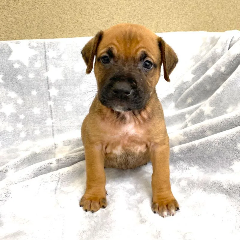 A baby medium-sized male Yellow / Tan / Blond / Fawn Boxer dog named Huck for adoption in Monroe, GA