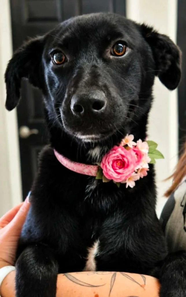 A baby medium-sized female Labrador Retriever dog named Consuela for adoption in El Dorado, AR
