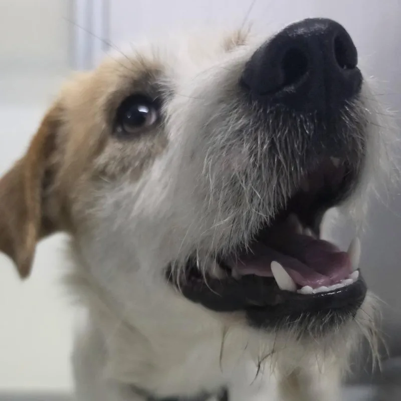 An adult small-sized male White / Cream Terrier dog named McGruff for adoption in Marion, VA