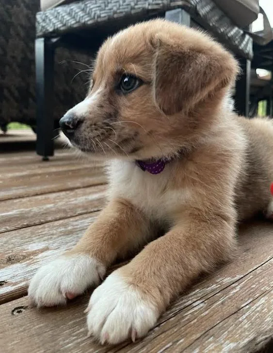 A baby large-sized female English Shepherd dog named Wren for adoption in Brooklyn Center, MN