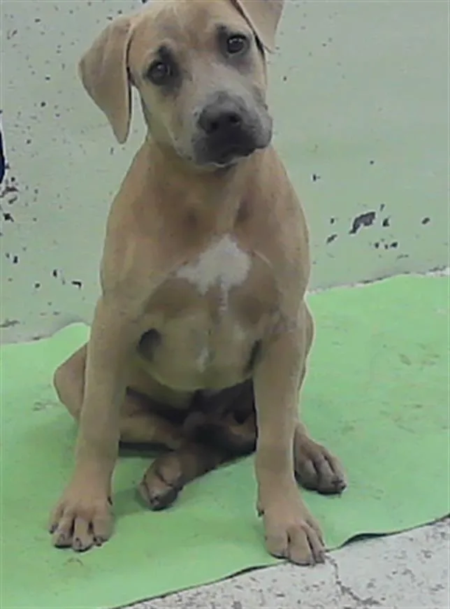 A baby medium-sized male Staffordshire Bull Terrier dog named Jay for adoption in Houston, TX