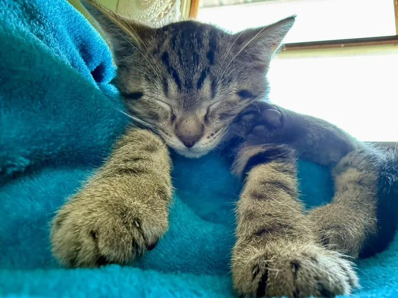 A baby medium-sized male Domestic Short Hair cat named Mcdreamy for adoption in Hamilton, OH