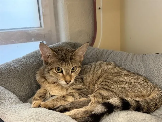 A baby small-sized female Domestic Short Hair cat named Wilma for adoption in Louisville, KY