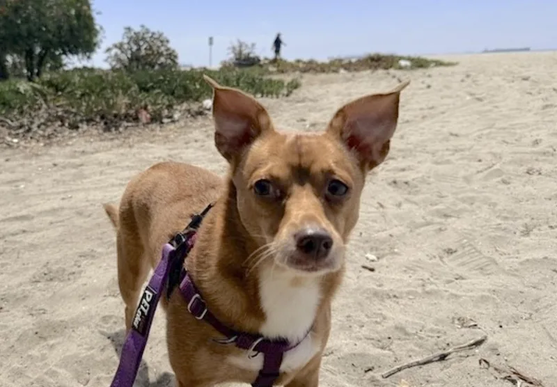 An adult small-sized female Golden Chihuahua dog named Lucy for adoption in Amherst, MA