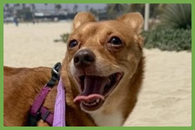 Lucy thumbnail 3