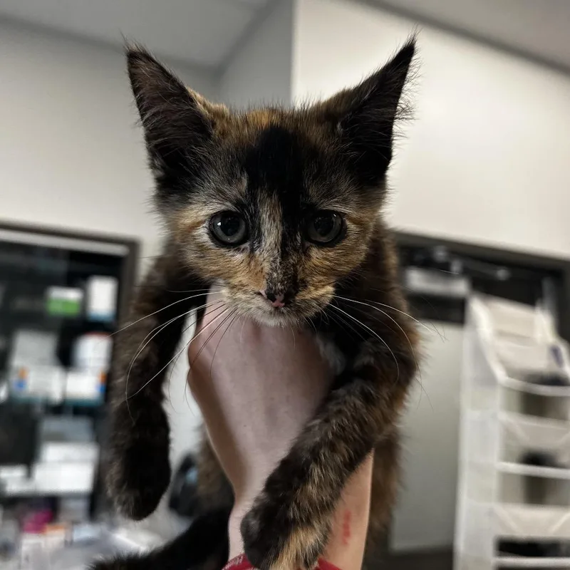 A baby small-sized female Tortoiseshell Domestic Short Hair cat named Hera for adoption in Hinsdale, IL