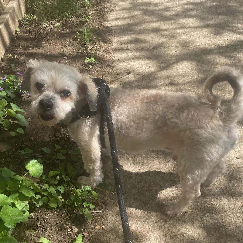 A senior small-sized male White / Cream Shih Tzu dog named Benji for adoption in Normal, IL