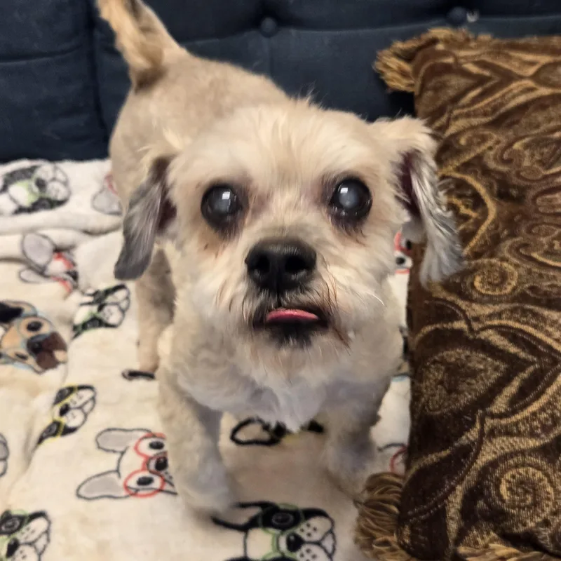 Benji thumbnail 2