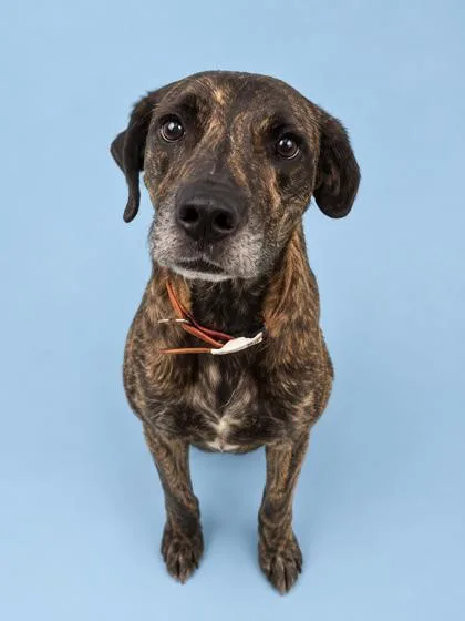 An adult medium-sized female Mixed Breed dog named Fleur for adoption in Gulfport, MS