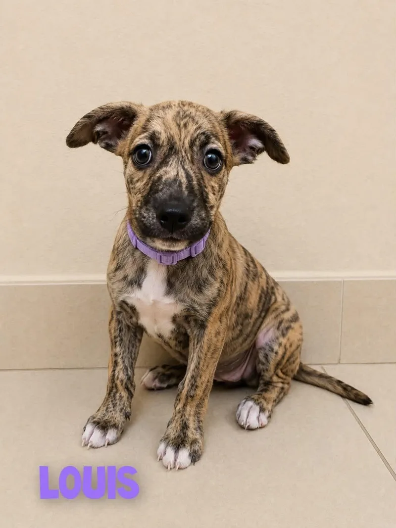 A baby medium-sized male Brindle Mixed Breed dog named Louis for adoption in Saint Augustine, FL