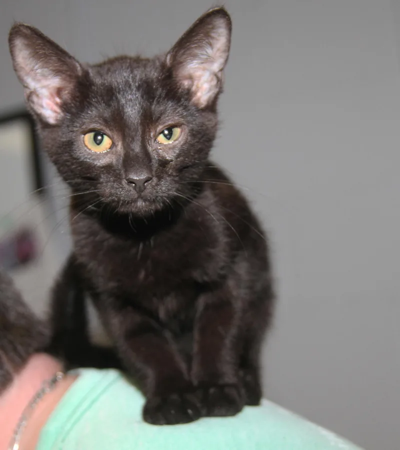 Sloppy Joes thumbnail 2