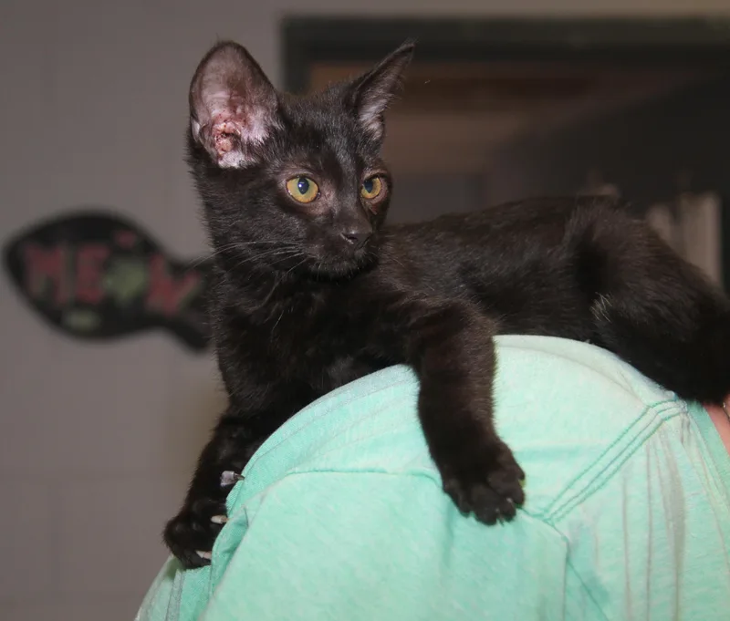 Sloppy Joes thumbnail 4