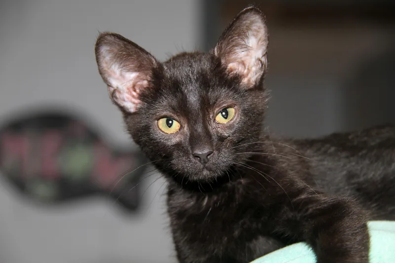 Sloppy Joes thumbnail 5