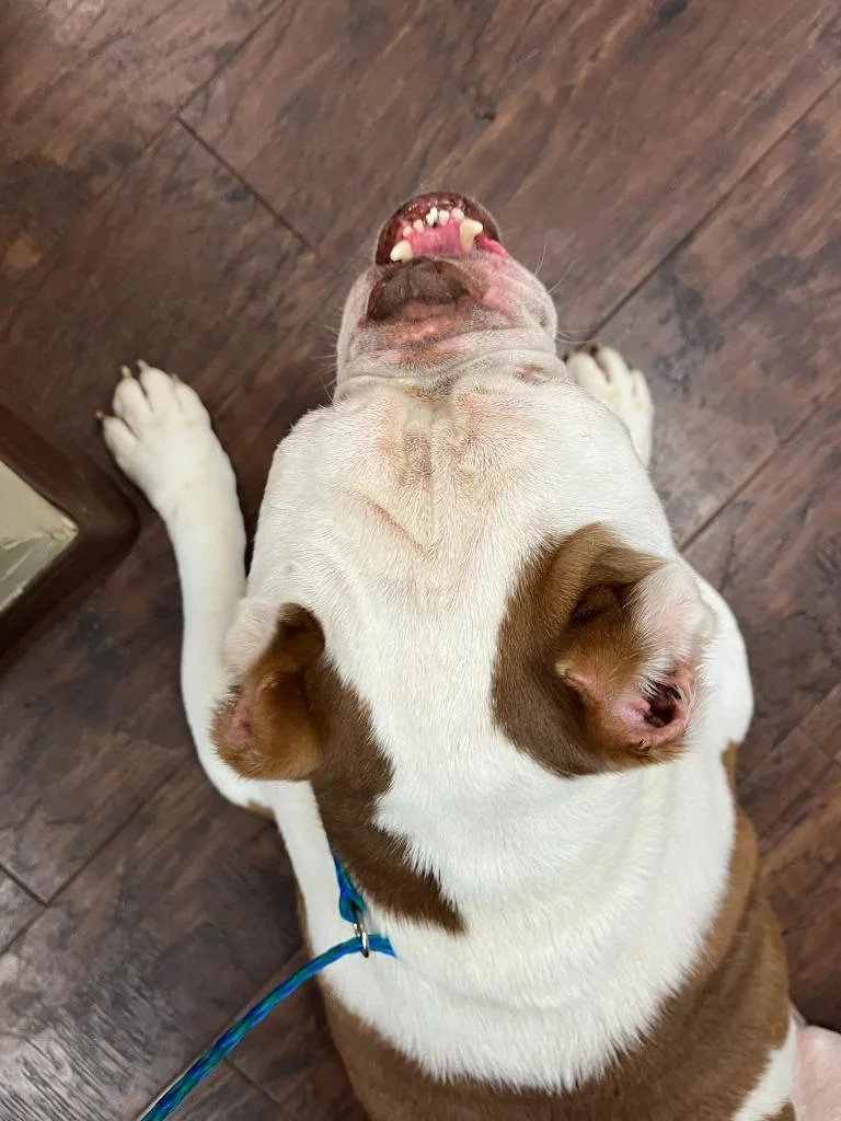 An adult medium-sized male English Bulldog dog named Dog Kennel  Meatball for adoption in Greenville, TX