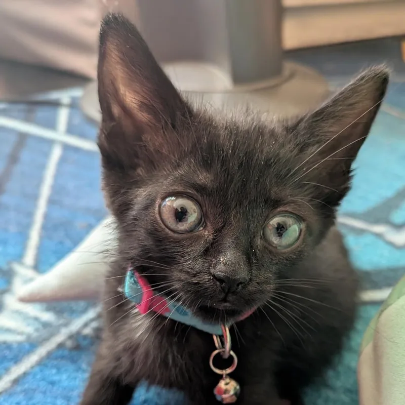 A baby small-sized male Black Domestic Medium Hair cat named Starlight for adoption in Fairfax Station, VA