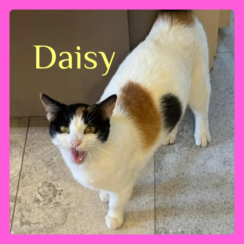 An adult medium-sized female Calico Calico cat named Daisy for adoption in Lawton, OK