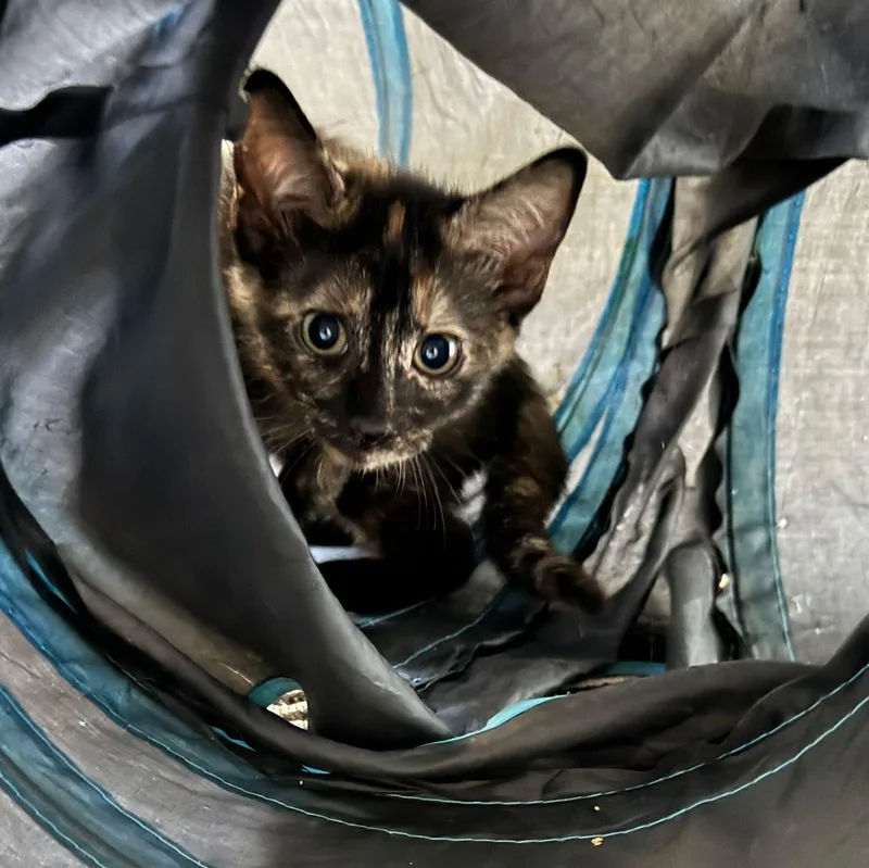 Fortuna And Beverly thumbnail 2