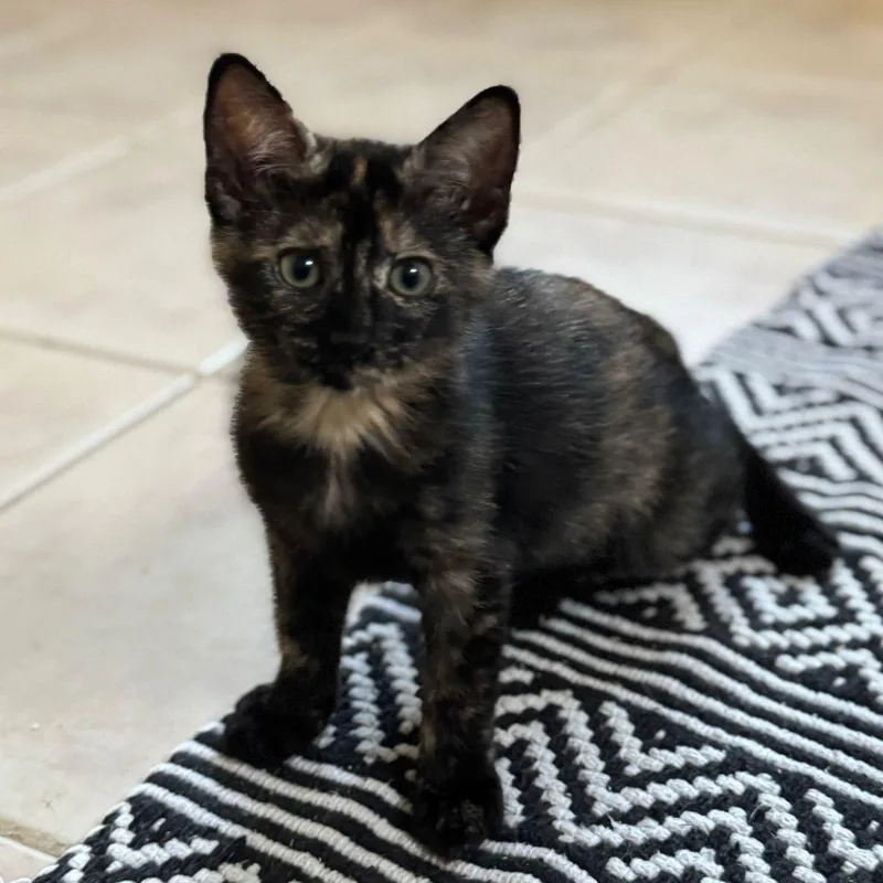 Fortuna And Beverly thumbnail 3