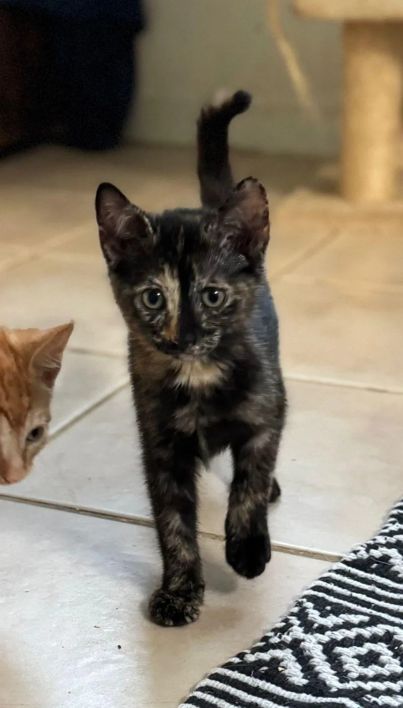 Fortuna And Beverly thumbnail 4