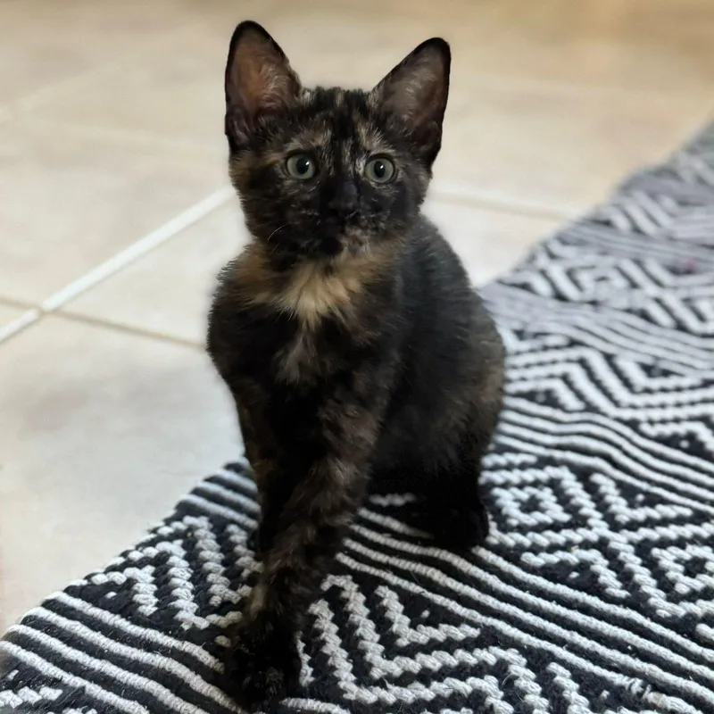 Fortuna And Beverly thumbnail 5