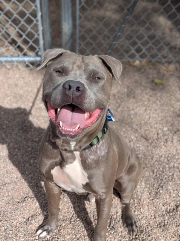 An adult large-sized male American Staffordshire Terrier dog named Shadow for adoption in Loveland, CO