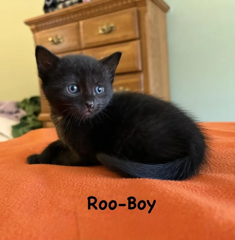 A baby small-sized male Black Domestic Short Hair cat named Roo for adoption in Telford, PA