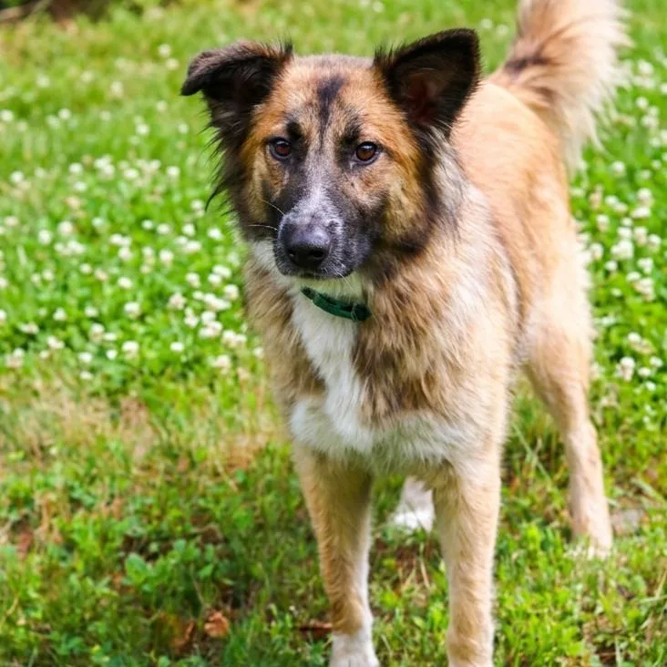 An adult medium-sized female White / Cream Collie dog named CT Aloha for adoption in Eastford, CT