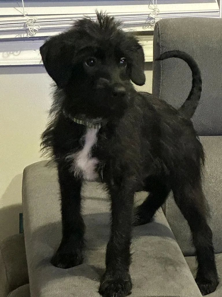 Pip