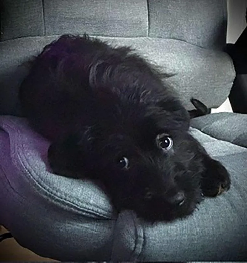 Pip thumbnail 2