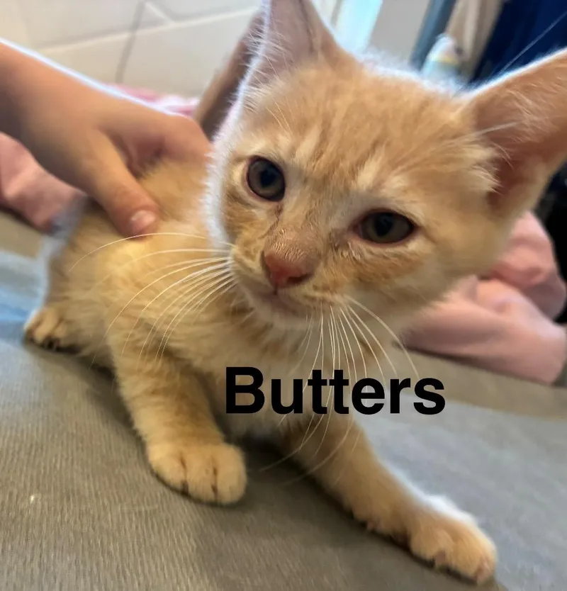 A baby small-sized male Domestic Short Hair cat named Butters for adoption in San Pedro, CA