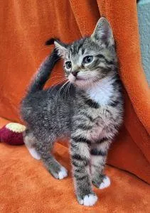 A young medium-sized male Domestic Short Hair cat named Fidget for adoption in Bucyrus, OH