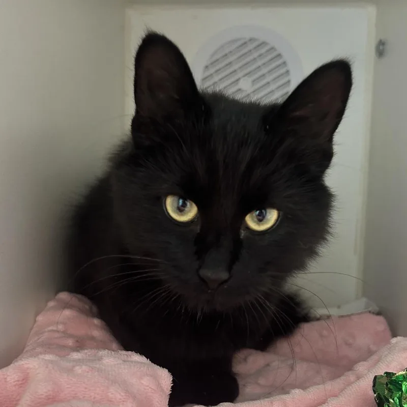 A young medium-sized female Black Domestic Medium Hair cat named Onyx for adoption in Middletown, NY