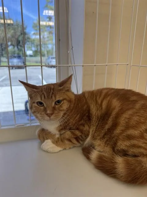 A baby small-sized male Domestic Short Hair cat named Bob for adoption in Naples, FL