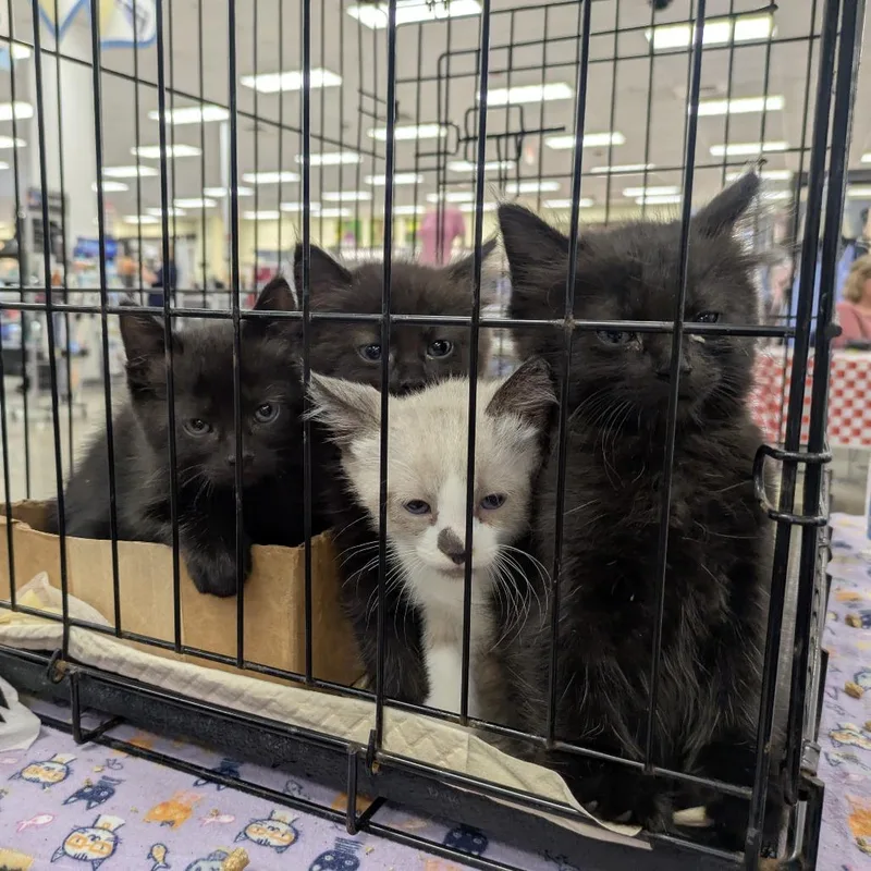 A baby small-sized male Black Domestic Short Hair cat named Brioche for adoption in Greenwood, MO