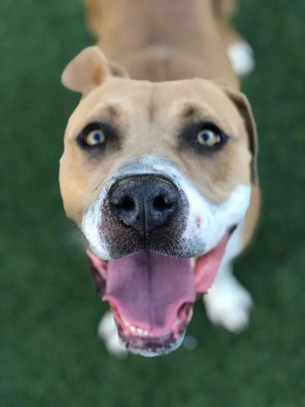 A senior large-sized female Pit Bull Terrier dog named Kora for adoption in Monterey, CA