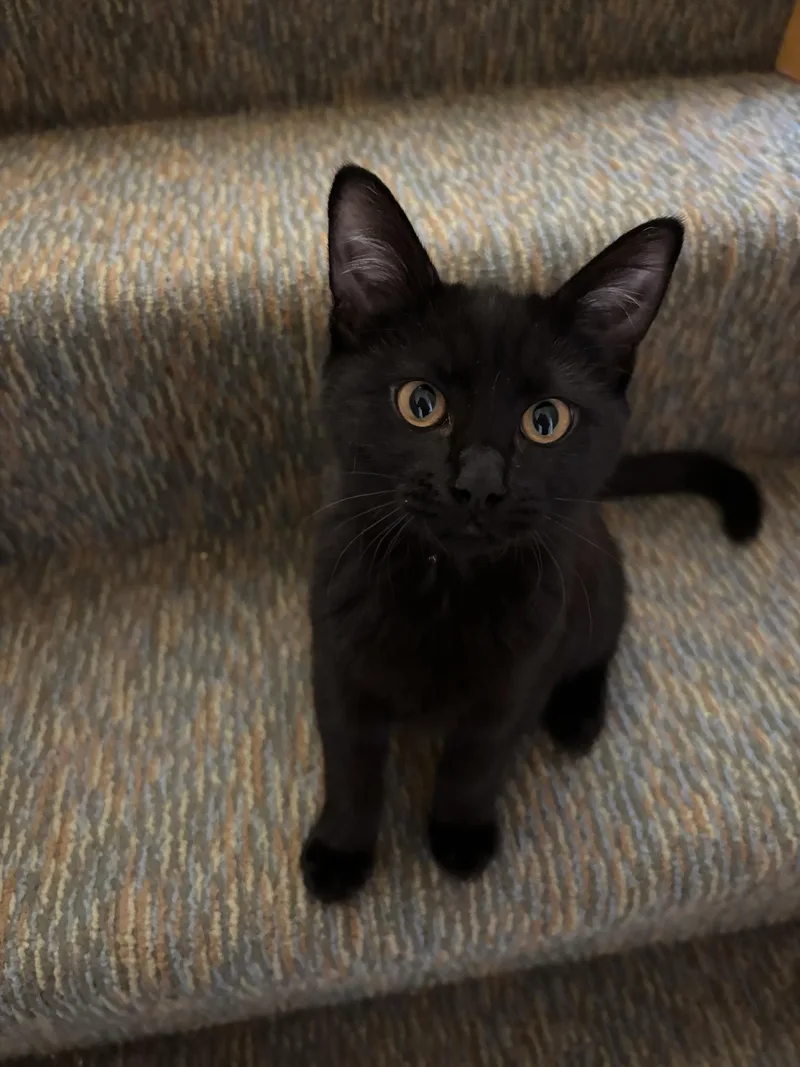 A baby medium-sized female Black Domestic Short Hair cat named Princess and Homer for adoption in Seattle, WA