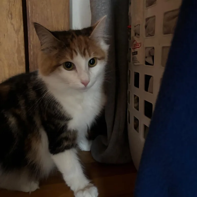 A young small-sized female Calico Domestic Long Hair cat named Bella for adoption in Quakertown, PA