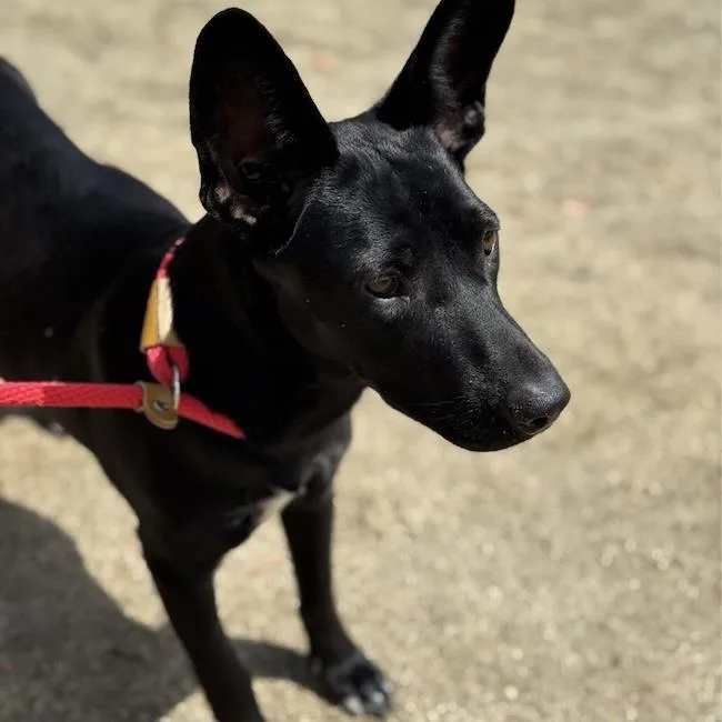 An adult medium-sized female Shepherd dog named Prada for adoption in San Diego, CA