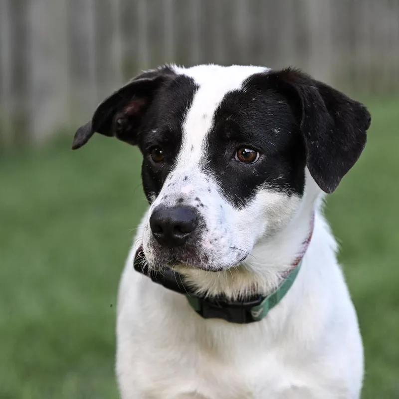 An adult medium-sized male White / Cream Mixed Breed dog named Cookie for adoption in Arlington Heights, IL